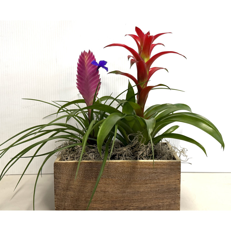 Bromeliad Beauty - Same Day Delivery