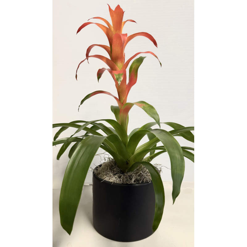 Bromeliad Beauty - Same Day Delivery