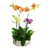 Snazzy Orchids : Traditional