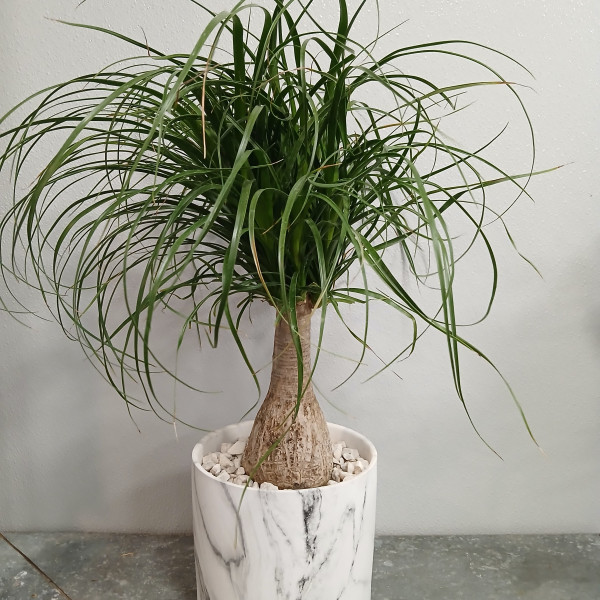 Mayfields Pony Tail Palm 