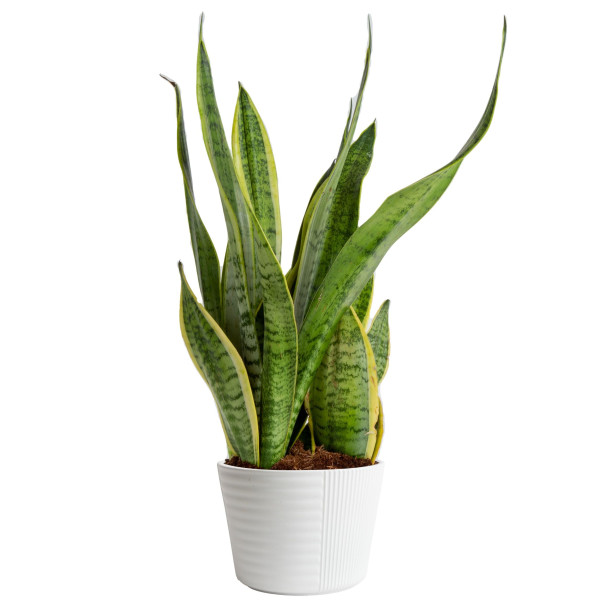 Mayfields Snake Plant 