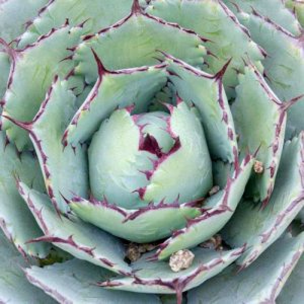 Designer Choice Agave Plant