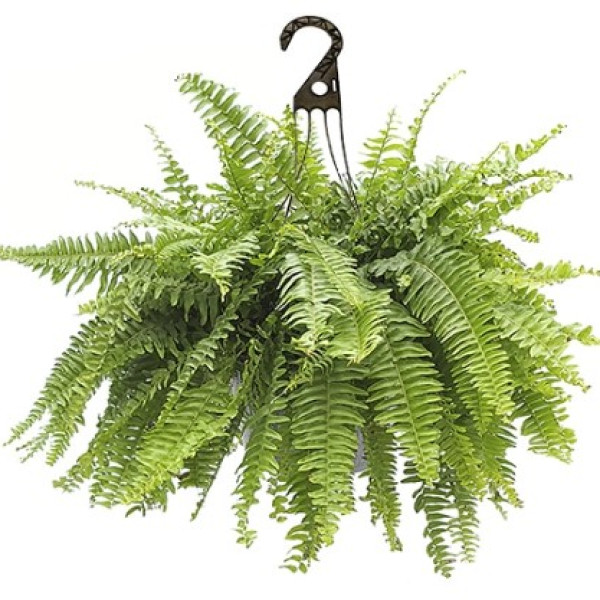 Boston Fern 