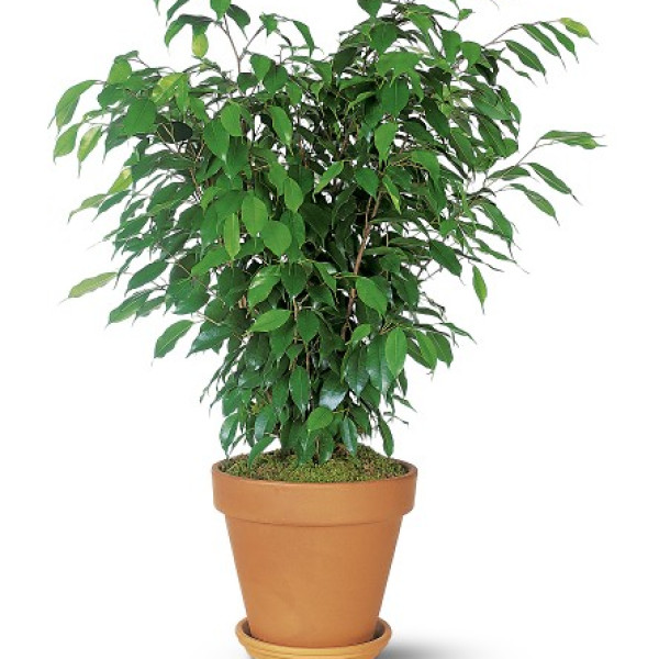 Mayfield's Ficus Bush 