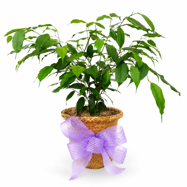 Mayfield Ficus Tree 