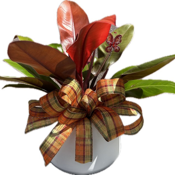 Cherry Red Philodendron 