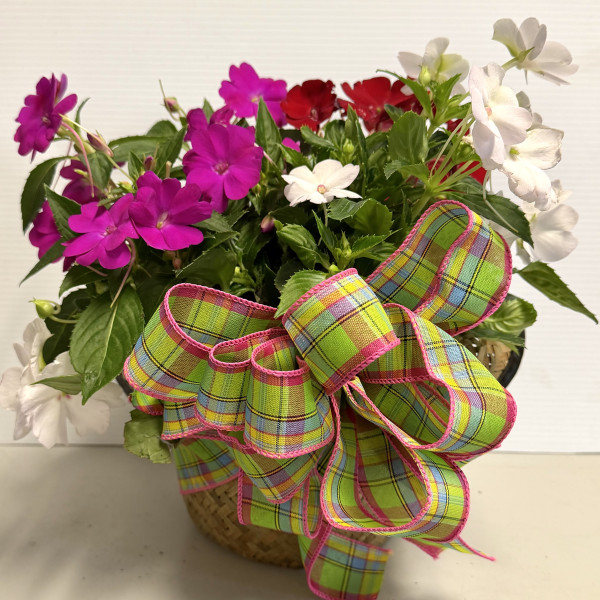 SunPatiens 