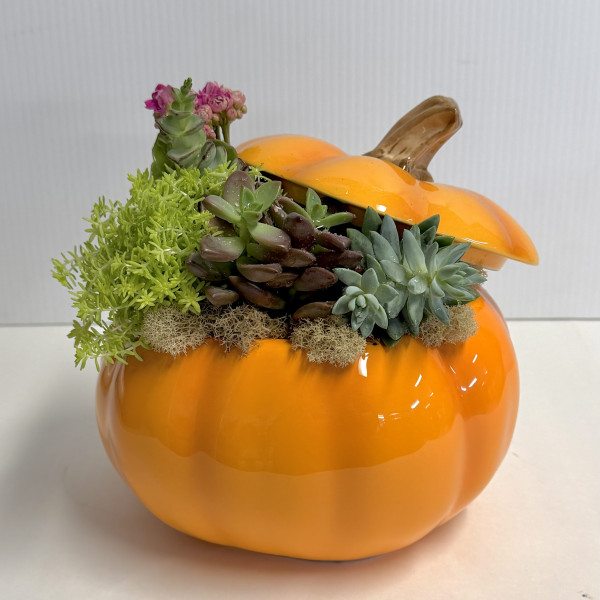 Mayfields Succulent Pumpkin Collection 