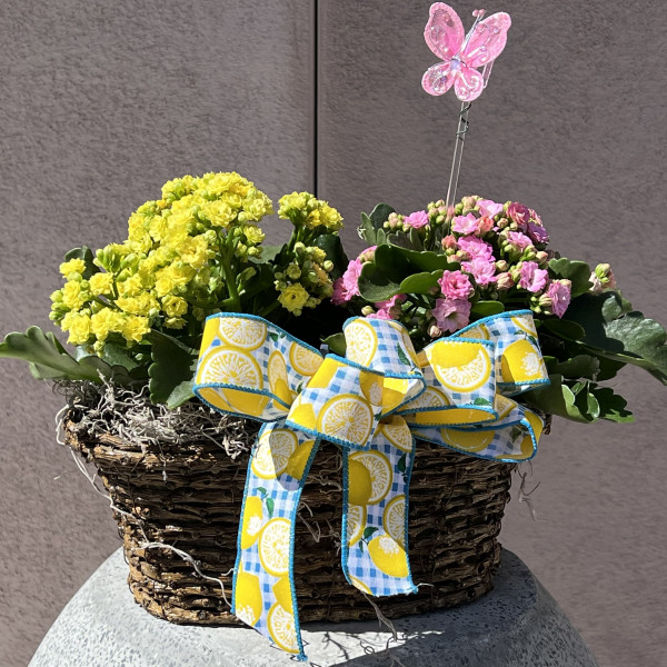 Double Kalanchoe Basket 