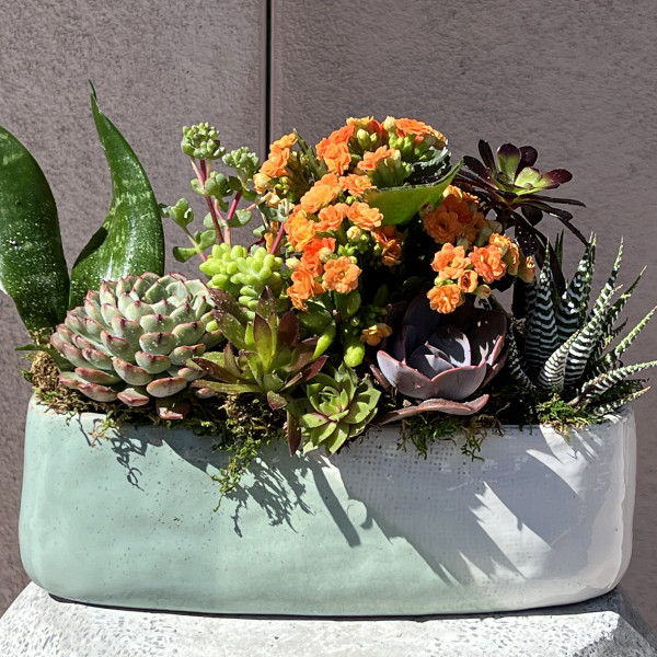 Sonoran Desert Succulent Garden 