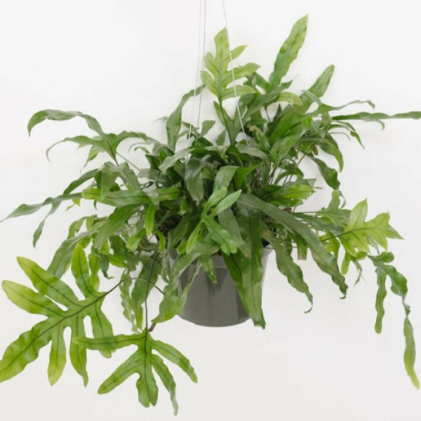Mayfields Kangaroo Paw Fern 