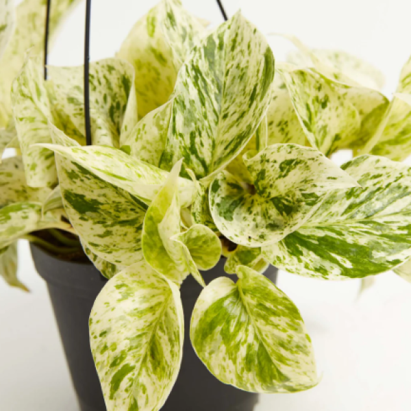 Marble Queen Pothos 