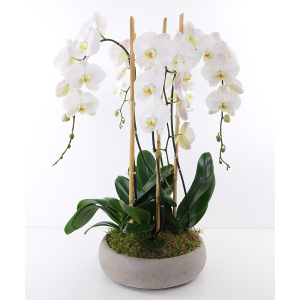 Orchid Elegance 