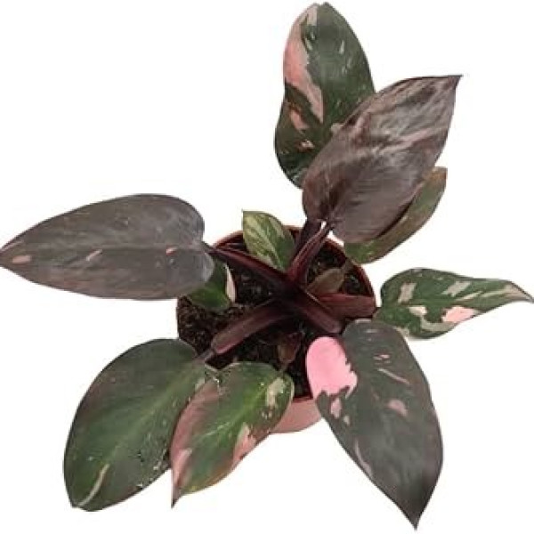 Pink Princess  Philodendron 