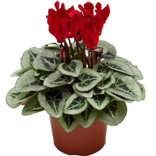 Red Silverleaf Cyclamen 