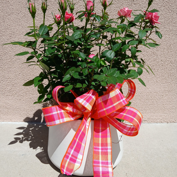 Mayfields Mini Rose Bush 