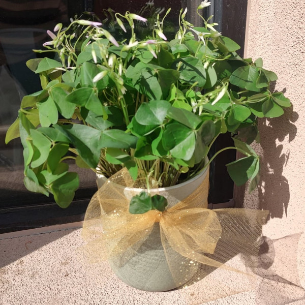 Mayfields Lucky Shamrock (Oxalis) Plants 