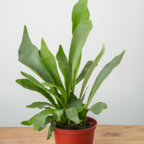 Mayfields Staghorn Fern 
