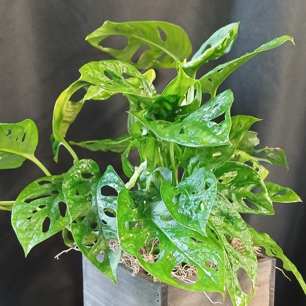 Swiss Cheese Monstera 