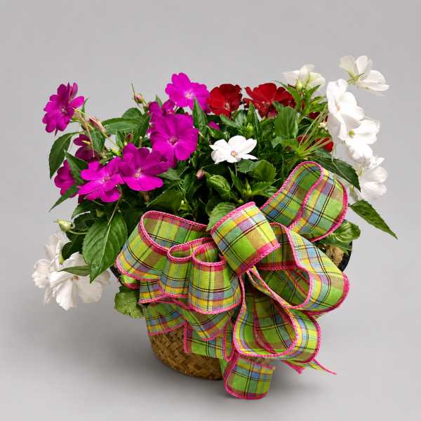SunPatiens 