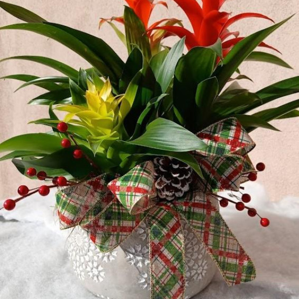 Christmas Bromeliad 