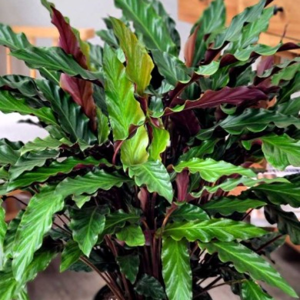 Calathea Rufibarba