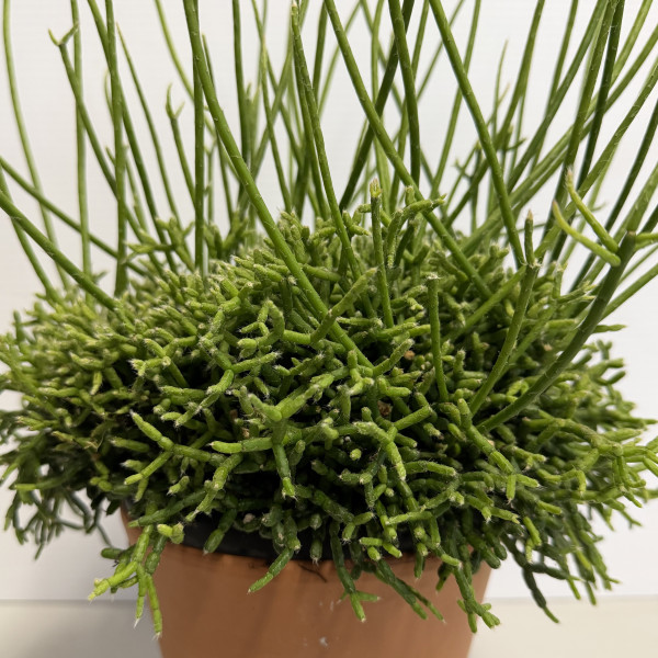 Coral Cactus (Rhipsalis Cereuscula)                                                                                 