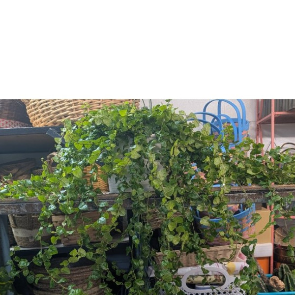 Mayfield's Creeping Fig 