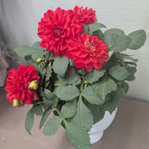 Mayfield's Mother's day Dahlia Plant 