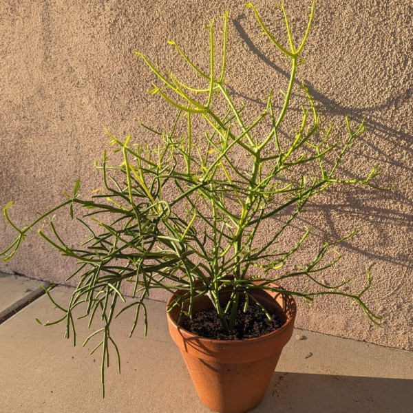 Mayfield's Pencil Euphorbia 