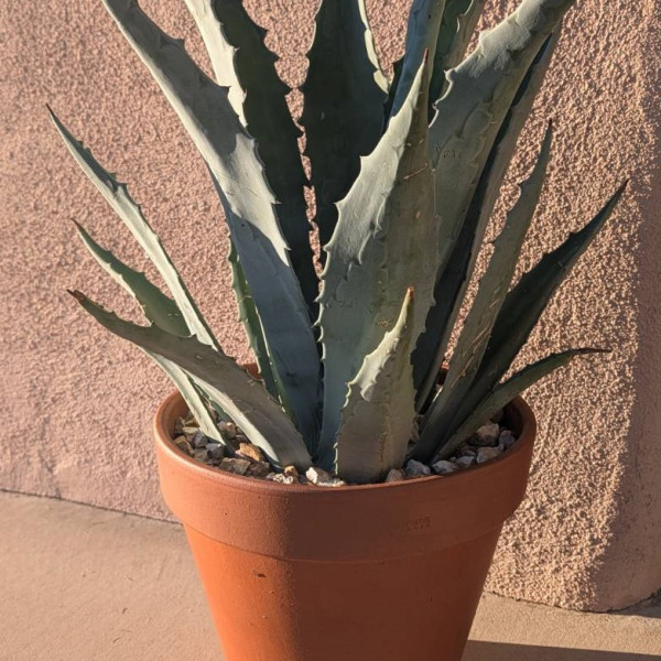 The Grande Agave 