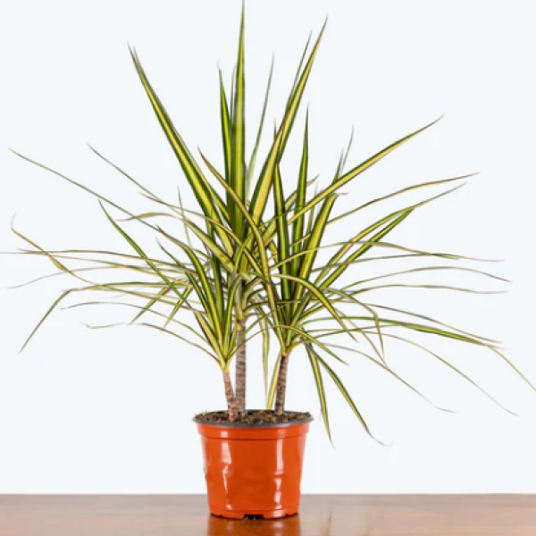 Kiwi Dracaena 