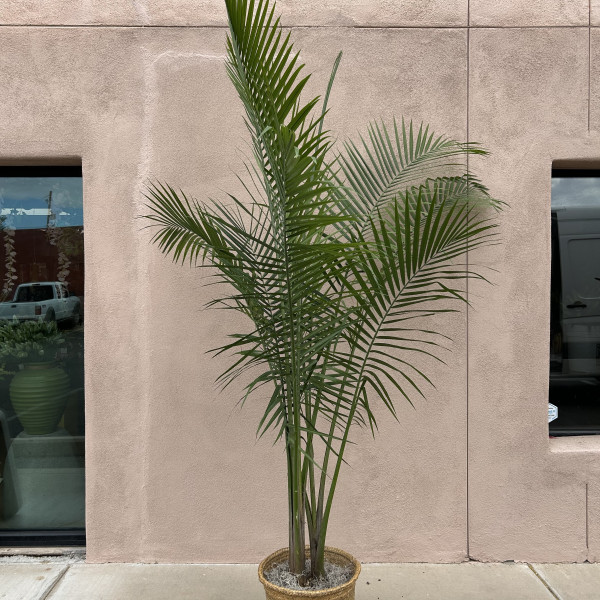 Mayfields Majesty Palm - XL
