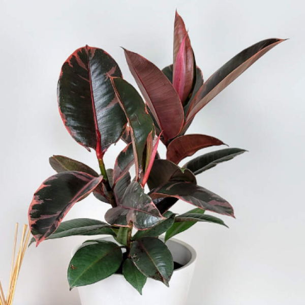 Mayfields Variegated Ficus Ruby Rubber Tree 
