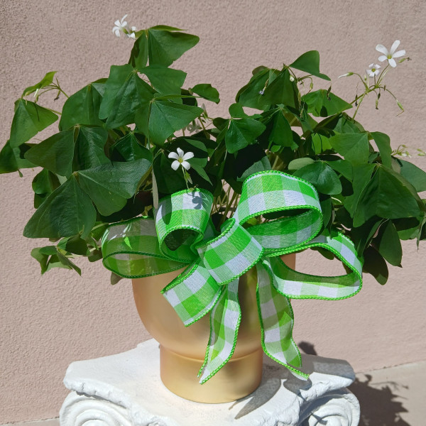 Mayfields Lucky Shamrock (Oxalis) Plants 