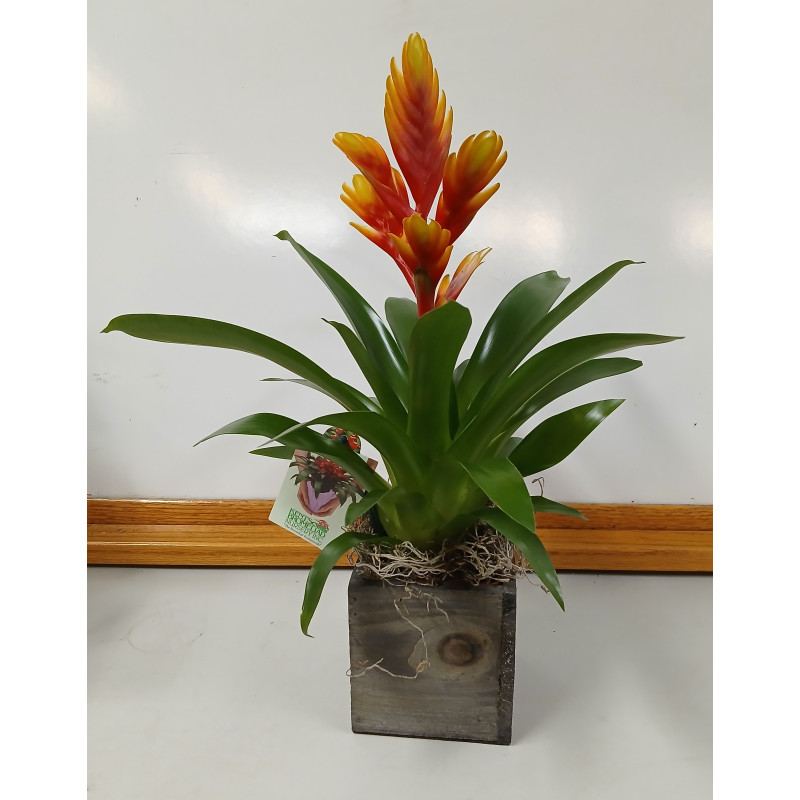 Bromeliad Beauty - Same Day Delivery