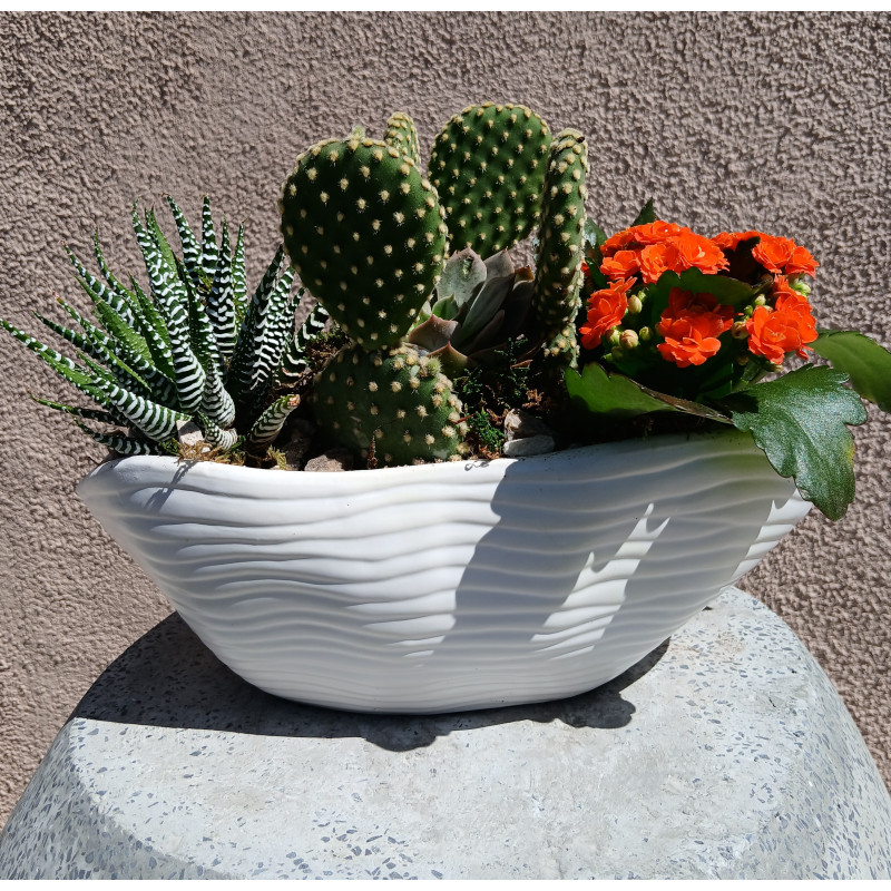 Mothers day Wavy Cactus Extravaganza - Same Day Delivery