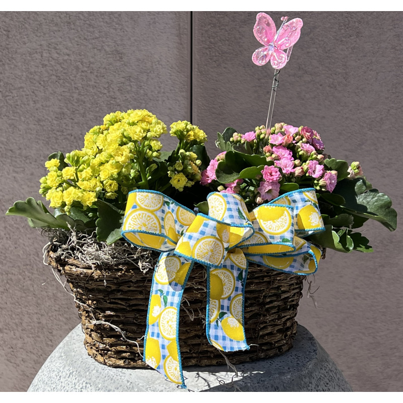 Double Kalanchoe Basket  - Same Day Delivery