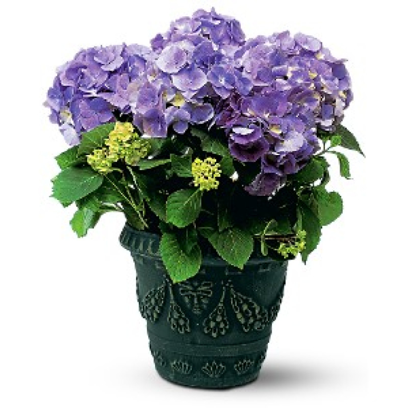 Purple Hydrangea Plant  - Same Day Delivery