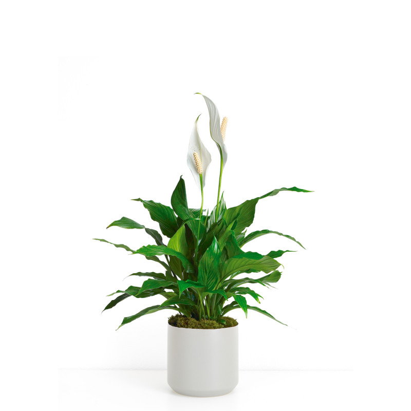 Elegant Peace Lily Plant  - Same Day Delivery