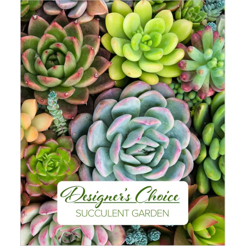 Designers Choice Succulent Gardens - Same Day Delivery