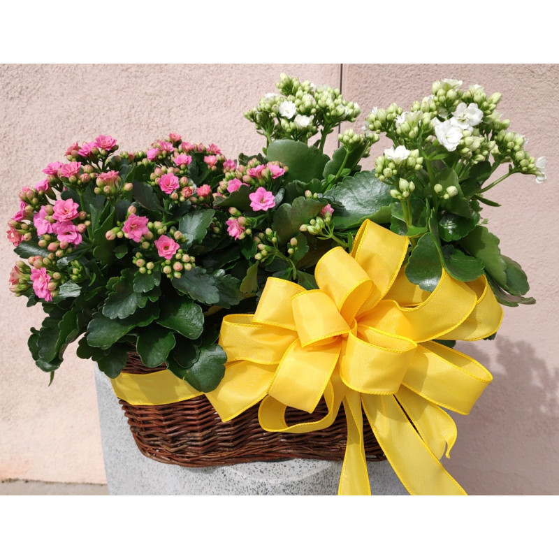 Double Kalanchoe Basket  - Same Day Delivery