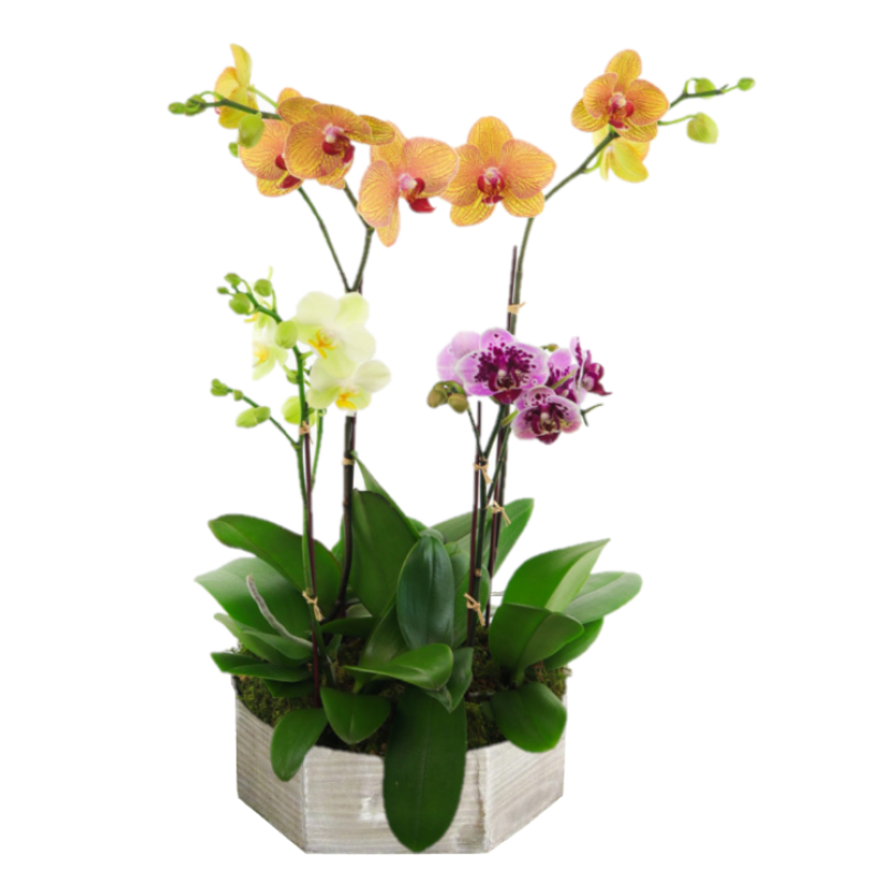 Snazzy Orchids  - Same Day Delivery