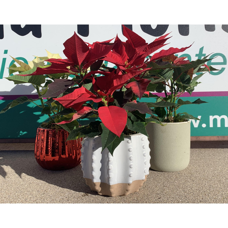 PIXIE POINSETTIAS - Same Day Delivery