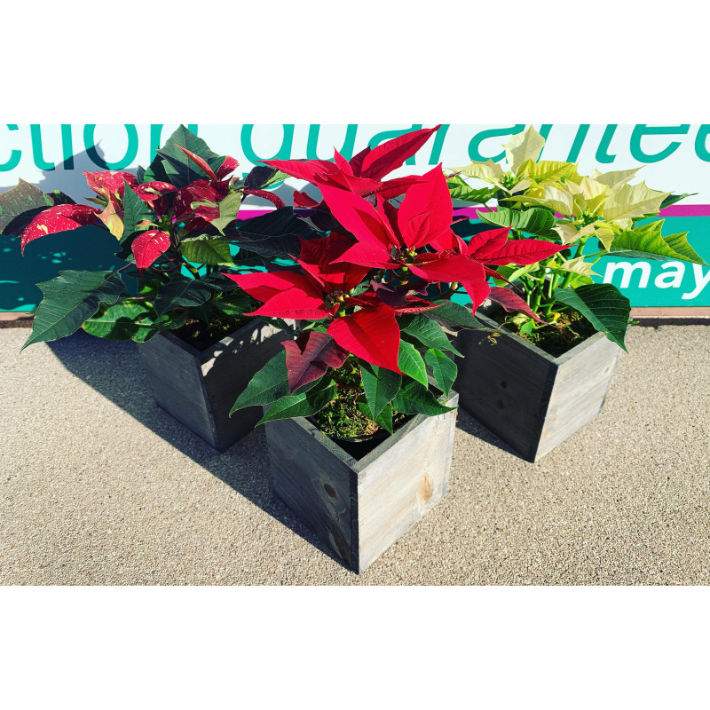 PIXIE POINSETTIAS - Same Day Delivery