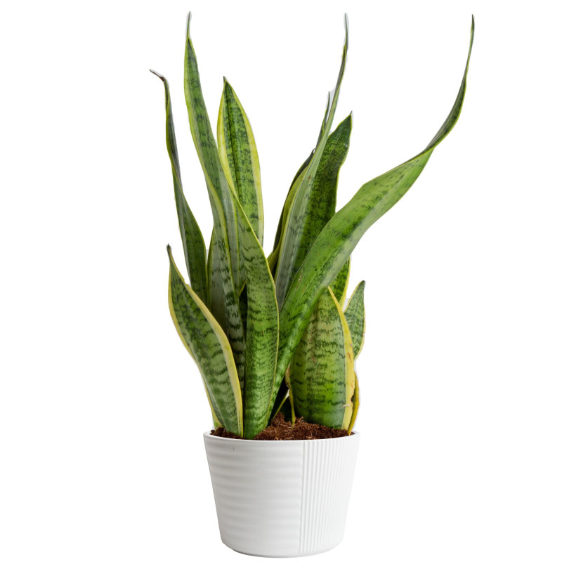 Mayfields Snake Plant  - Same Day Delivery