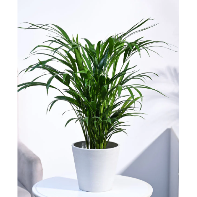 Mayfields Areca Palm - Same Day Delivery