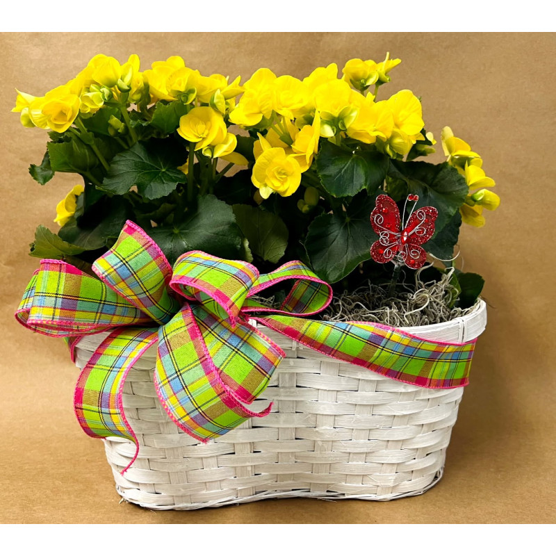 Blooming Begonia Basket  - Same Day Delivery