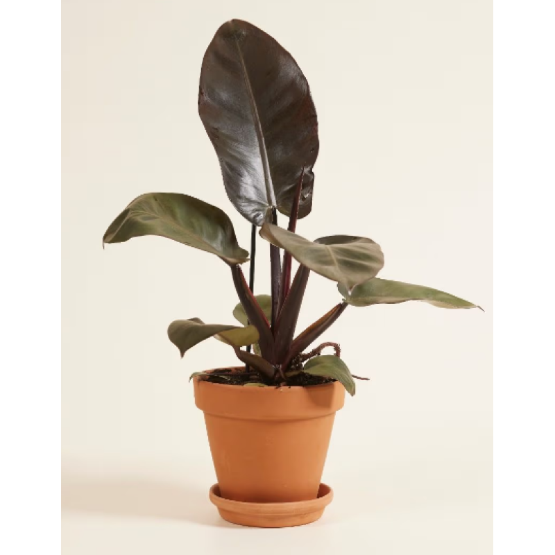 Black Cardinal Philodendron  - Same Day Delivery