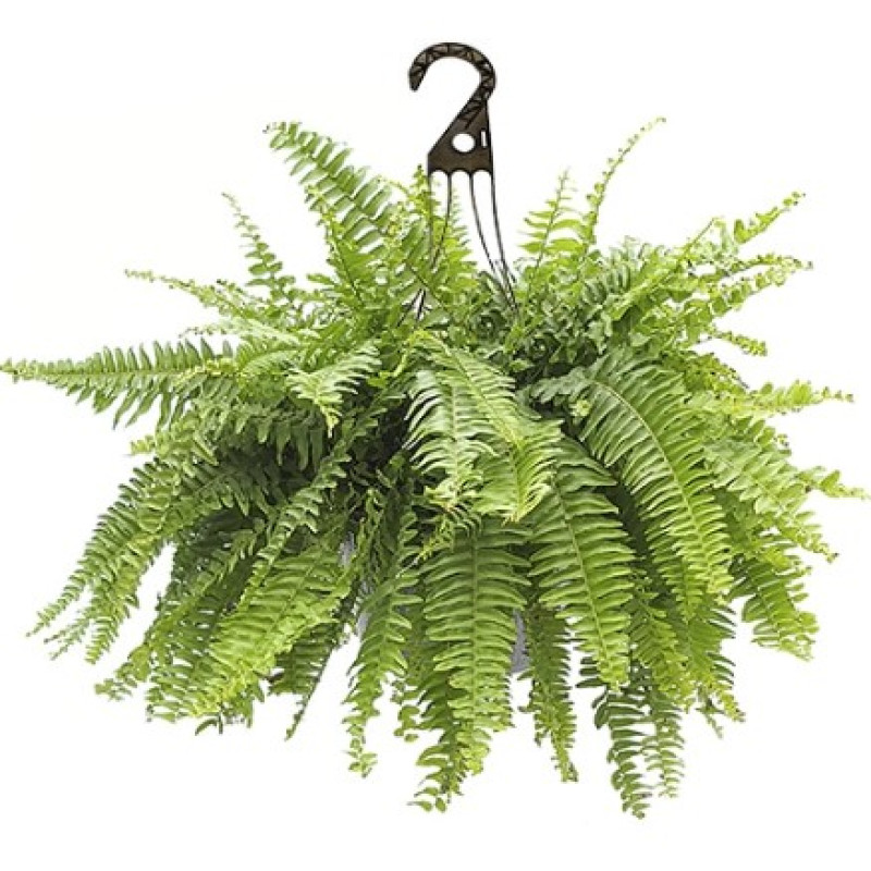Boston Fern - Same Day Delivery